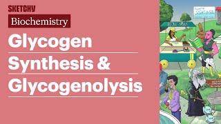 Glycogen Synthesis amp Glycogenolysis Biochemistry  USMLE Step 1  Sketchy Medical [upl. by Giles]