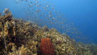 West End Wall Roatan [upl. by Onilecram334]