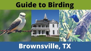 Guide to Birding Brownsville TX Sabal Palm Sanctuary Laguna Atascosa amp More [upl. by Hedwig857]