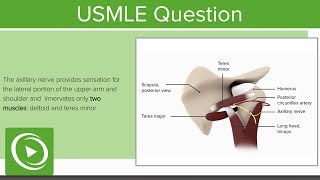 USMLE Step 1 Anatomy Question 1 Walkthrough  Lecturio [upl. by Barrow]