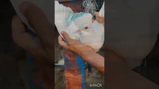 shortsvideo male pigeon shortsvideo subscribe [upl. by Notxarb]