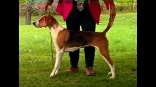 American Foxhound  AKC Dog breed series [upl. by Clark575]