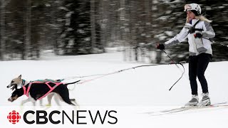 Skijoring is a treat for dog lovers and the sport is growing [upl. by Ilona]