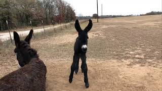 Rare baby Poitou Donkey foal [upl. by Yelsnit]