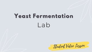 Yeast Fermentation Experiment [upl. by Ketchum804]