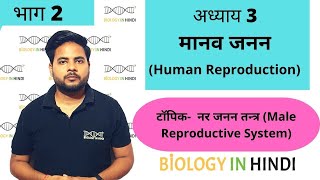 अध्याय 3 भाग 2 मानव जनन  जीव विज्ञान कक्षा 12  Human reproduction  Biology In Hindi class 12 [upl. by Lazar224]