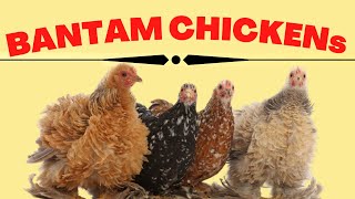 Bantam Chickens Breeds Small and miniature Chicken Breeds [upl. by Nnaed]