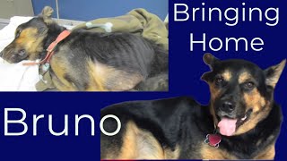 Rescuing an Abused Dog Bringing Home Bruno [upl. by Tace100]