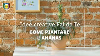 Come piantare lananas  Idee creative fai da te  LIDL Italia [upl. by Anirazc]