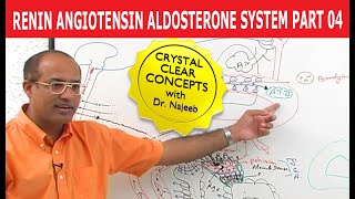 Renin Angiotensin Aldosterone System  RAAS Part 4👨‍⚕️ [upl. by Krasnoff]