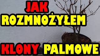 Klony palmowe rozmnażanie ukorzenianie gałązek [upl. by Jamima]