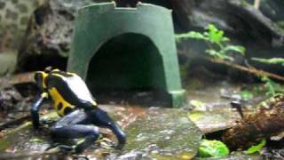 Dendrobates Tinctorius Feeding [upl. by Angelita]