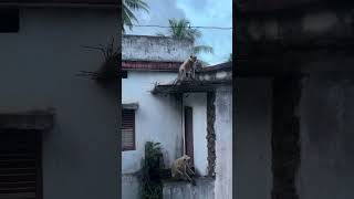 Razole 🐒 Monkeys telugu sachinpothula telugureels [upl. by Karin]