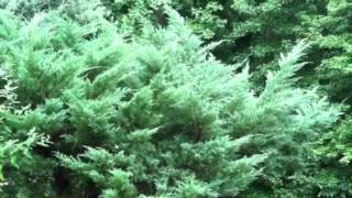 Why Grow Table Top Juniper evergreens [upl. by Amahcen]