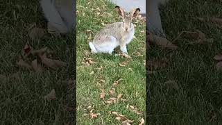 Wild Rabbits gradually change to white before winter yyc wildlife nature [upl. by Kuska]