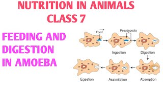 Amoeba class 7th in hindi  Feeding and digestion in amoeba class 7th in hindi  DARSHAN CLASSES [upl. by Malachy]