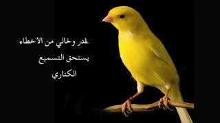 Chant Canari Super Pour lécolage des jeunes  من أجمل تغاريد طائر الكناري لتسميع الفراخ [upl. by Reider77]