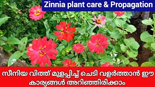 വർണ്ണപ്പൂക്കൾ വിരിയുന്ന സീനിയ എളുപ്പത്തിൽ വളർത്തിയെടുക്കാം  How to grow and care zinnia plants [upl. by Eilatan812]