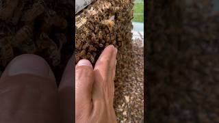 How to make bees move honeybee savethebees homestead [upl. by Dickenson]