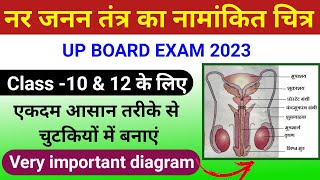 नर जनन तंत्र का नामांकित चित्र  How to Draw Male Reproductive System manav nar janan ang ka chitra [upl. by Zimmerman998]