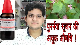 Punarnava  Homeopathic medicine Boerhaavia Diffusa  Sign and symptoms  Disease and doses [upl. by Saidnac]