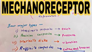 Mechanoreceptor  Types of Mechanoreceptor [upl. by Aij]