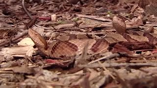 Cicadas near your home Be careful they could attract copperhead snakes [upl. by Naejarual]