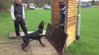 Doberman David Von Hunnoterra ipo1 schutzhund training bitework protection [upl. by Idalia322]