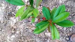 Cinnamomum verum Cinnamon India [upl. by Eirhtug]