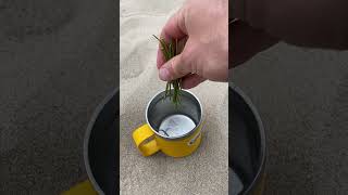 Harvesting and Brewing a Cup of Mormon Tea [upl. by Malinde]