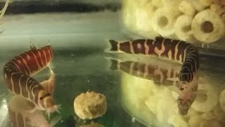 Kuhli Loach  how to care tank mates feeding and breeding kuhli loach [upl. by Aihk]