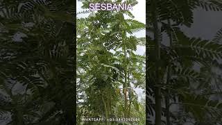 SESBANIA GRANDIFLORA AGATHI SEEDS  AGASTHI SEEDS PLANTATION [upl. by Melva]