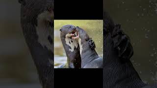 quotGiant River Otters The Ferocious Guardians of the Amazon 🦦 Wildlifequot amazinganimals facts [upl. by Vitkun]