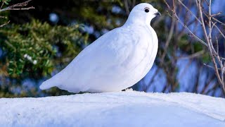 White Tailed Ptarmigan [upl. by Einotna862]