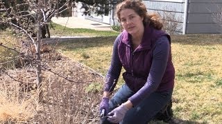 How to Prune Blue Mist Spirea in Spring [upl. by Mechling]