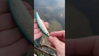 Petit trouvaille du jour  fishingvideo fishing pecheur [upl. by Viv]