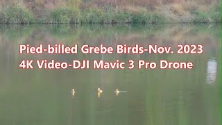 Autumn and Piedbilled Grebe BirdsNov 20234K VideoDJI Mavic 3 Pro Drone [upl. by Heppman731]