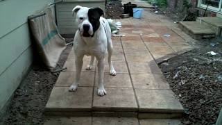 Big American Bulldog [upl. by Rob]