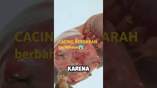 cacing darah sangat berbahaya [upl. by Elias]