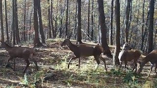 Wzgórza mają oczy  jelenie na wzgórzach [upl. by Kavita]