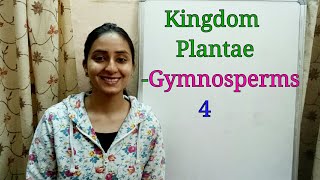 SubDivision Gymnosperms  Biological classification part8  Class XI  Lecture 36 [upl. by Rasec307]