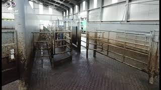 NEW DAIRY MASTER ROTARY GATES AND PARLOUR EXIT [upl. by Enileqcaj239]