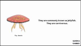 classification of phylum Coelenterata [upl. by Prudy]