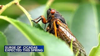 Some trillion cicadas will appear in April for 1st time in 200 years [upl. by Ecyac]