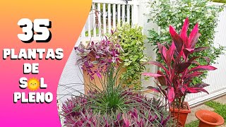 35 PLANTAS de SOL PLENO  Flores  Jardinagem [upl. by Namhar481]