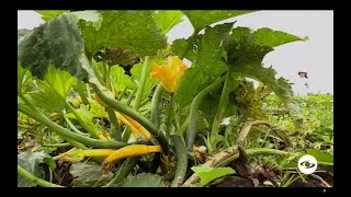 Agricultura detalles de la siembra la cosecha y la postcosecha del zucchini  La Finca de Hoy [upl. by Ainimreh]