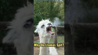 Why Do Llamas Spit shorts [upl. by Rawdon217]