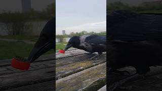 カラス  Ворона  Врана  乌鸦  الغراب  Le corbeau  the crow  কাকটি  कौआ  El Cuervo  Gagak [upl. by Ahsihat298]