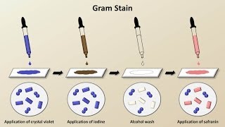 Classification of Bacteria Antibiotics  Lecture 1 [upl. by Tuchman73]