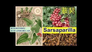 《靈丹妙藥的同類療法》 EP242  菝契 Sarsaparilla Officinalis [upl. by Nuajed188]